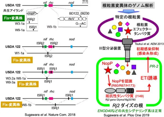図 3. Rj2 ダイズ根粒形成変異株のゲノム解析と共生不和合性機構