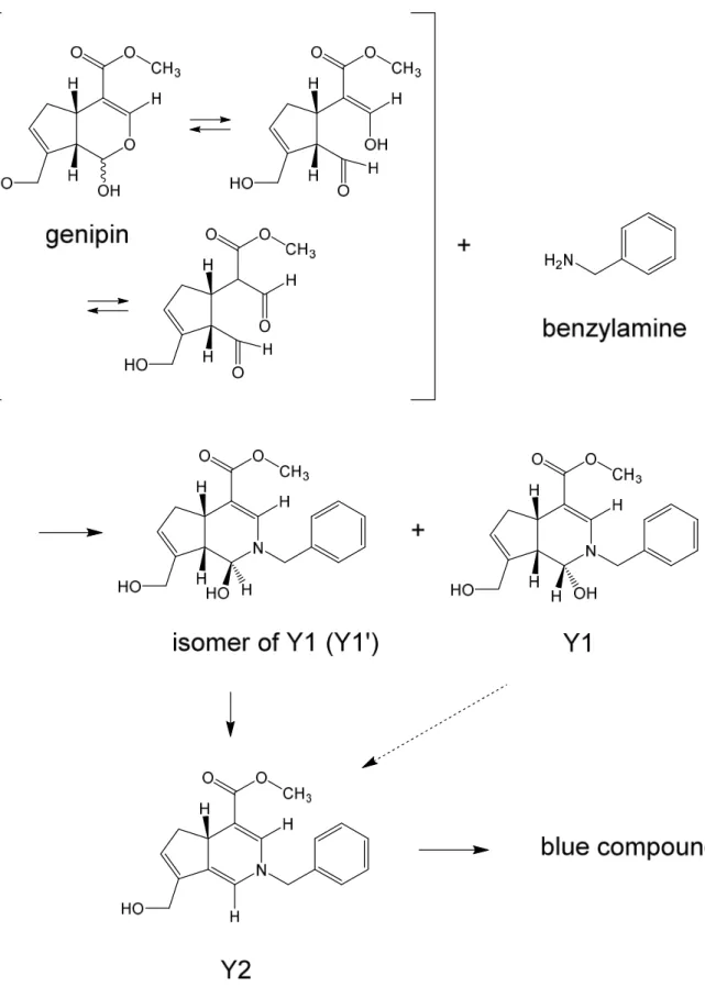Fig. 4  Estimated reaction pathway of blue compound generation from genipin and benzylamine 