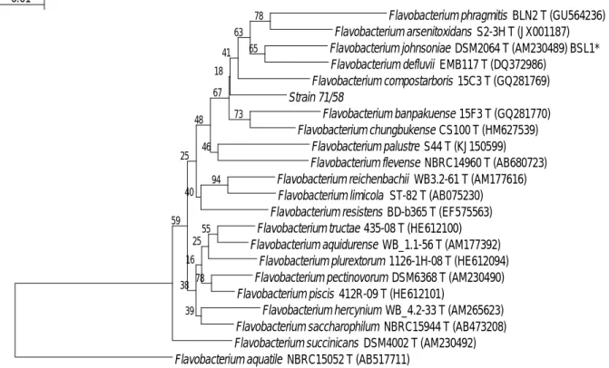 Fig. 1 BLAST 検索により近縁と考えられた Flavobacterum属の既知種上位 20 種と 71/58 株の 16S rDNA に基づく分 子系統樹． 