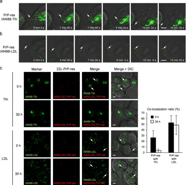 Fig. 3. Co-localization of Af555-22-L-PrP-res with Tfn or LDL. Time-lapse imaging of inoculated PrP-res and Af488-Tfn (a) or Af488-LDL (b)