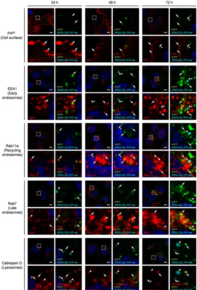 Fig. 5. Kinetics of the intracellular localization of inoculated PrP-res and newly generated PrP Sc 