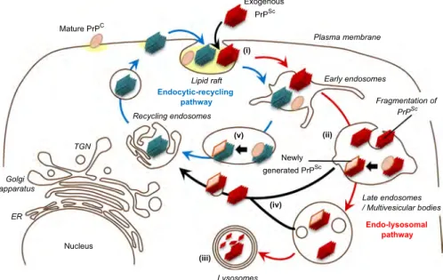 Fig. 8. Summary of intracellular dynamics of inoculated PrP Sc and de novo generation of PrP Sc in early stage of prion infection