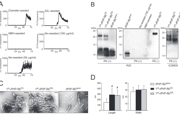 FIG 1 Formation of rPrP fibrils in RT-QUIC reactions. (A) The formation of rPrP fibrils in the presence of diluted Chandler or 22L BH containing 100 pg of PrP Sc or a comparable amount of NBH or in the absence of seed (No-seeded) was monitored by measureme