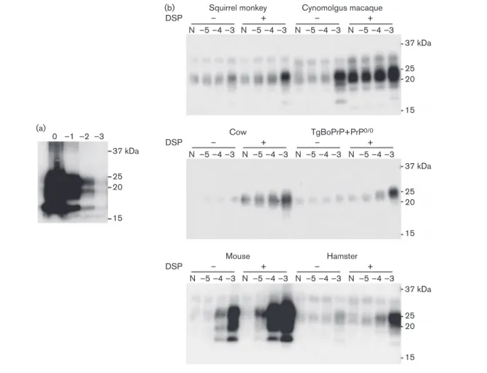 Fig. 1. Amplification of macaque PrP Sc using normal brain homogenates derived from several animal species as PrP C substrates