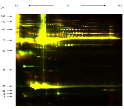 図 1  Non-GM と GM の重ね合わせ 2D-DIGE-gel  イメージ 