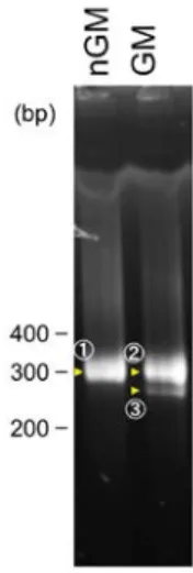 図 2-3  2nd Nested PCR 増幅断片のアガロース電気泳動解析 