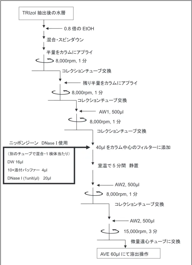 図 2    QIAamp Viral RNA Mini Kit へのオンカラム DNase I 処理0.8倍のEtOH TRIzol抽出後の水層混合・スピンダウン 半量をカラムにアプライ 8,000rpm, 1分コレクションチューブ交換 残り半量をカラムにアプライ 8,000rpm, 1分コレクションチューブ交換 AW1, 500μl 8,000rpm, 1分コレクションチューブ交換 40μl をカラム中心のフィルターに添加室温で5分間  静置AW2, 500μl （別のチューブで混合・1検体当たり）DW