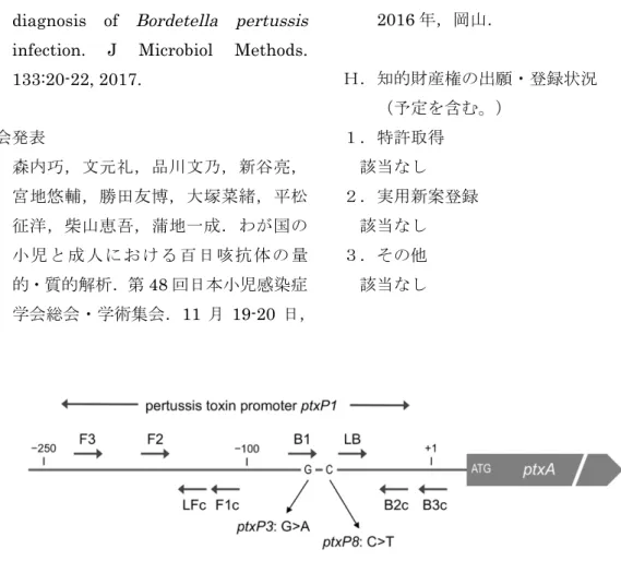 Fig. 1. Schematic representation of the LAMP primers for Bordetella pertussis detection