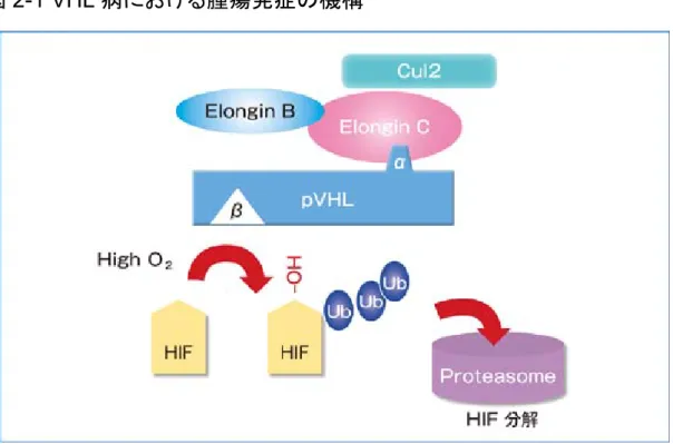 図 2-1 VHL 病における腫瘍発症の機構