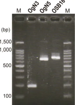 図 7. 3 種類の新規 Og タイプを判定する PCR 法の産物泳動像 表 4.  家畜および野生動物における ETEC 保菌調査 種類  検体数  陽性数  （コロニースイープ PCR 法）  分離数  lt  sth  stp  lt  sth  stp  イノシシ  7  0  0  0  NT  NT  NT  シカ  114  6  1  10  1  1  7  牛  48  0  18  0  NT  7  NT  豚  9  1  3  0  0  2  NT 