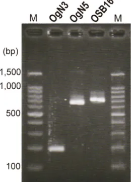 図 11. 3 種類の新規 Og 型を判定する PCR 法の産物泳動像 表 5.  家畜および野生動物における ETEC 保菌調査 種類  検体数  陽性数  （コロニースイープ PCR 法）  分離数  lt  sth  stp  lt  sth  stp  イノシシ  7  0  0  0  NT  NT  NT  シカ  114  6  1  10  1  1  7  牛  48  0  18  0  NT  7  NT  豚  9  1  3  0  0  2  NT 