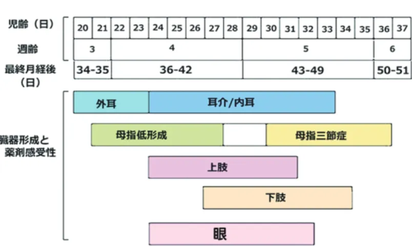 図 1 　サリドマイド曝露と臓器形成不全