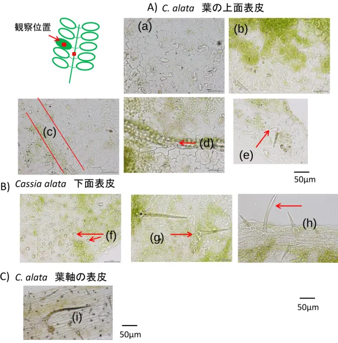 Fig. 2 Cassia alata  ハネセンナの表皮の形態 Cassia alata下面表皮 C. alata 葉の上面表皮A: 葉の上面表皮の形態. (a) 壁が波型の表皮細胞, (b)  多角形の表皮細胞．緑色は表皮に伴った柵状組織中の葉緑粒, (c) 葉脈上の表皮細胞, (d) 結晶細胞列, (e) 毛の周囲では表皮細胞が放射状に配列する．(a) –(e)  はセンナにも認められる特徴である．上面表皮には乳頭状突起は見られない.B: 葉の下面表皮の形態