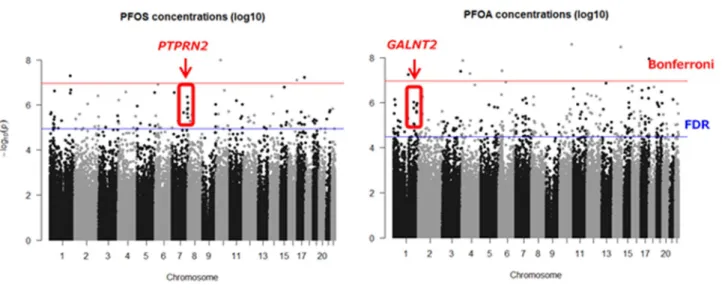 Figure 2. PFAAs 曝露と 45 万 CpGs メチル化との関連 (A)  マンハッタン・プロット