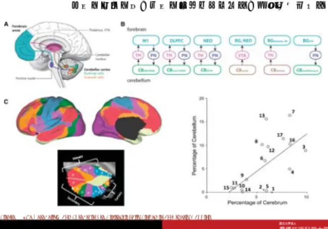 Figure 4. The Cerebellum and Forebrain Are Bidirectionally Linked in an Orderly Mapping