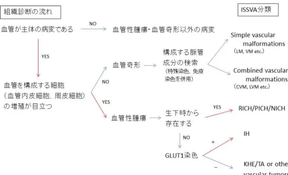 図 11：血管性病変の診断フローチャート