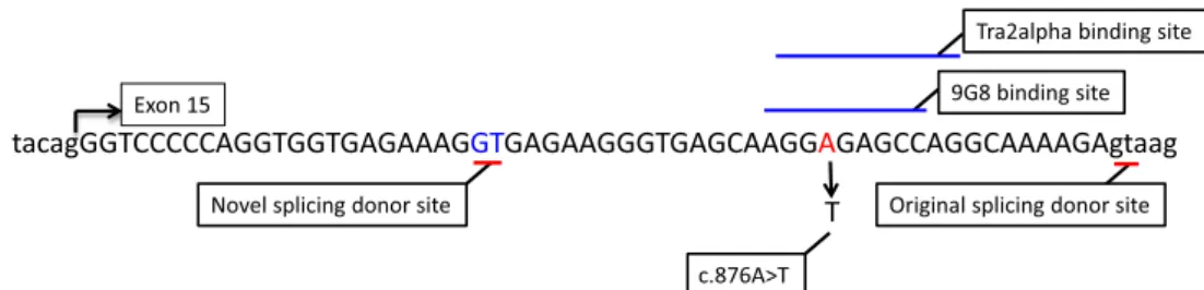 Fig. 2 Alignment of COL4A5 exon 15 and its boundaries. The single nucleotide substitution activates a novel splicing donor site