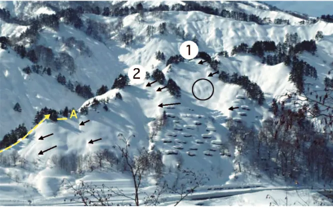 図 10  2011 年 2 月 2 日における斜面積雪の堆積状況（撮影：阿部孝幸）．①は雪崩発生斜面，②は雪崩の発生が 懸念された代表斜面．矢印は雪庇，○印はコブを表す．A は 3 月 2 日の調査でクラックが観測された場所 Fig