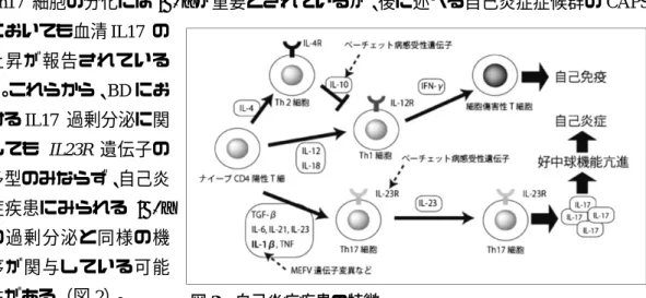 図 1    GWAS 研究の成果から示唆されるベーチェット病の病態  ( Ⅱ )  環境要因など外因について BD の病因は遺伝的素因のみで説明することはできず、その発症には遺伝素因以外の 環境要因をはじめ、多くの要因が関与することが報告されている。 BD が最初に特定疾 患に認定された昭和 47 年当時と比較するとインフラの整備により環境要因が大きく改 善したが、この間、 BD の重症型が少なくなったことと関連している可能性は否定でき ない。 外因の中では、口腔内に存在する Streptococcus 