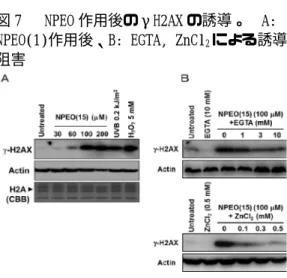 図 7   NPEO 作用後のγH2AX の誘導。  A: 