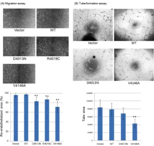 図 1. RNF213 変異体の機能解析  (A) Migration assay の代表的 な画像（上）。Re-endothelialized した面積の定量化（下）。(B)  Tube formation assay の代表的な画像（上）。形成した Tube 面 積の定量化（下）。Vector:  empty  vector、WT:  RNF213 野生型 強制発現、D4013N:  RNF213  p.D4013N 変異体強制発現、 R4019C: RNF213 p.R4019C 変異体強制発現、 V
