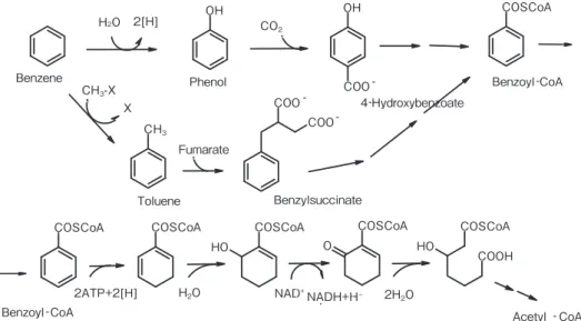 図 9　嫌気性条件での芳香環の微生物分解．