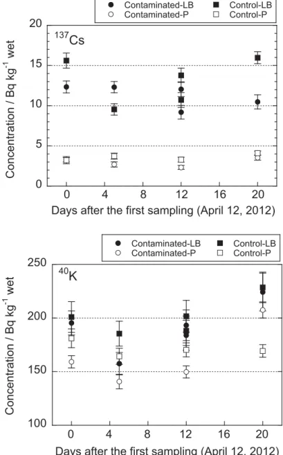 Figure 3.  Time dependence of  137 Cs and  40 K concentrations in giant butterbur leaf blade 