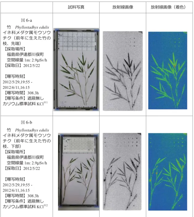 図 6 竹のイメージングプレート画像  ૥મ୼ઌ  ଣೝ଍઺൸  ଣೝ଍઺൸قା౦ك Fig. 6-a      ೔Phyllostadhys edulis ॖॿఐওॲॣരঔक़९क़ॳॡق৐ফपেइञ೔भ๵ؚ੔ഈك఼ْ਄ৃਚٓ  ૣਣ਩ట୸໡ਆྀ঴  ૬৑଍୤1m: 2.9̭Sv/h ఼ْ਄঩ٓ2012/5/22 ْᓄ୼ৎമٓ2012/5/29,19:55 - 2012/6/11,16:15  ْᓄ୼ৎ৑ٓ308.3h ْᓄ୼૖੯ٓᄭ⎱૮ख ढ़জक़঒ఏ૆૥મKClپ1Fig