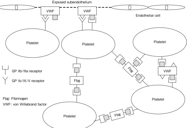 Fig. 2    The  role  of  von  Willebrand  factor  (VWF)  in  platelet  adhesion  and  aggregation