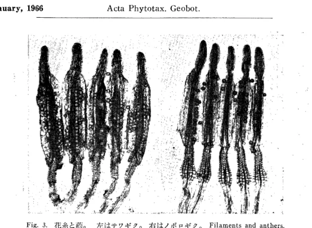 Fig． 3 ． 花 糸 と 葯 。 　 左 は サ ワ ギ ク 。 右 は ノ ボ Pt ギ ク 。 　 Filaments 　 and 　 anthers ．