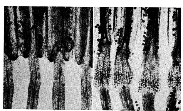Fig． 4 ． 花 糸 と葯 。 　 左 は サ ワ オ グ ル マ 。 右 は キ オ ソ 。 　 Filalnents 　 apd 　anthers ．