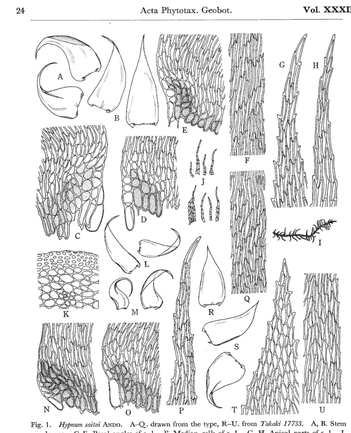 Fig. I. 2btPnuon saitoi ANDo. A-Q. drawn from the type, R,-U. from 72ikaki 17733.
