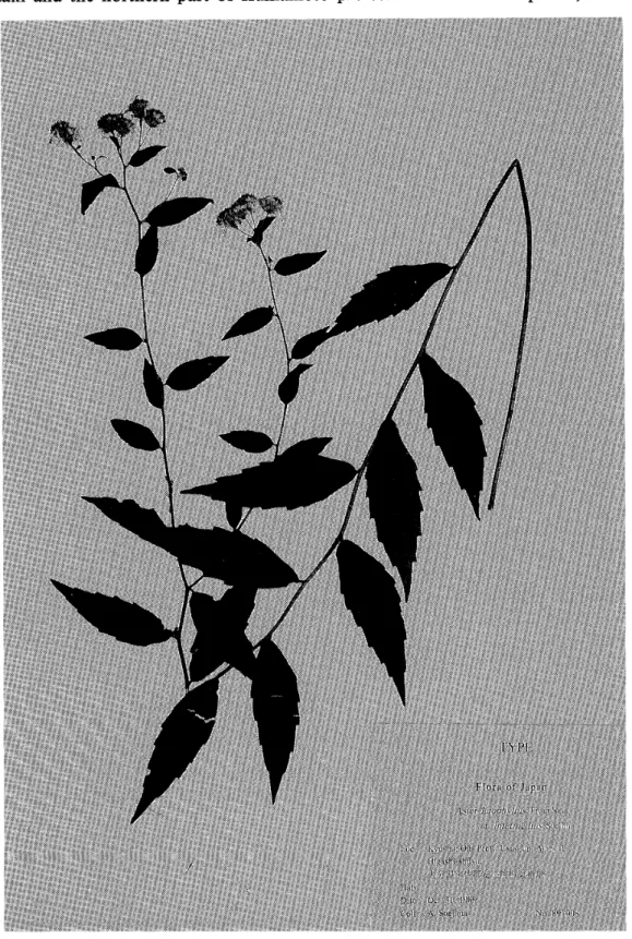 Fig. 9 Type specimen ofAster leiophyUus Fr, et Sav, var. intermeditts Soejima