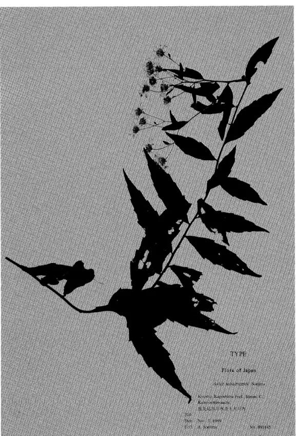 Fig. 10 TypespecimenofAstersatsumensis Soeiima