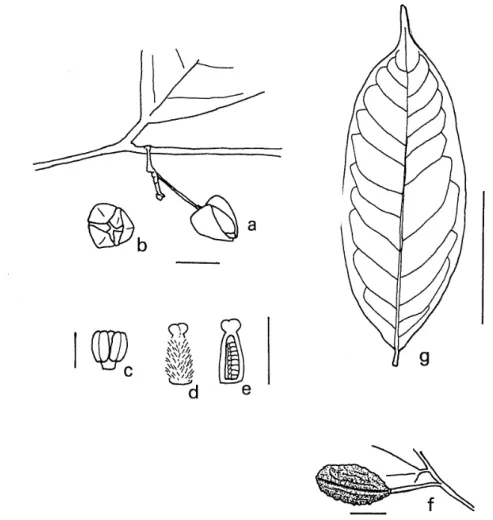 FIG. 2 Aiphonsea orthopetala, a: