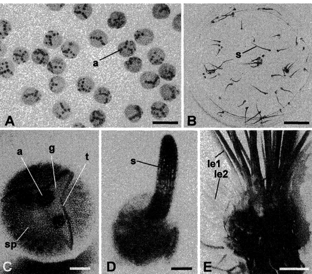 図 7 ． ミ ズ ニ ラ 属 の 発 芽 。 A − C ． 　 Lyoetes 　 maerospora ， 　 D ． 　 L 　 hieriglyphica ， 　 E ． 　 L 　 panchganiensis 。 　 A は