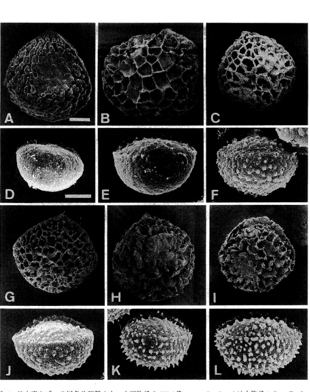 図 10 ．H 本 産 ミ ズ ニ ラ 属 各 分 類 群 の 大 ・ 小 両 胞 子 の SEM 像