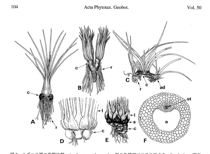 図 2 ． ミ ズ ニ ラ 属 の 形 態 比 較 。 A ． 　 Isoetes 　 melanopoda 。 根 の 先 端 部 は 二 叉 分 岐 す る 。 　 B ． 　 Stylites （ 現在 　 は lsoetes ） の 1 種 ， 塊 茎 が 伸 長 し て 二 分 し ， 分 岐 し な い 根 が 両 側 か ら 生 じ て い る 。 C ． ∬ ． 　 tegettfqnnans ， 塊 茎 は根 茎 状 に な っ て 不 定 芽 を 持 ち ， 葉 は 2 列 に 生 じ 