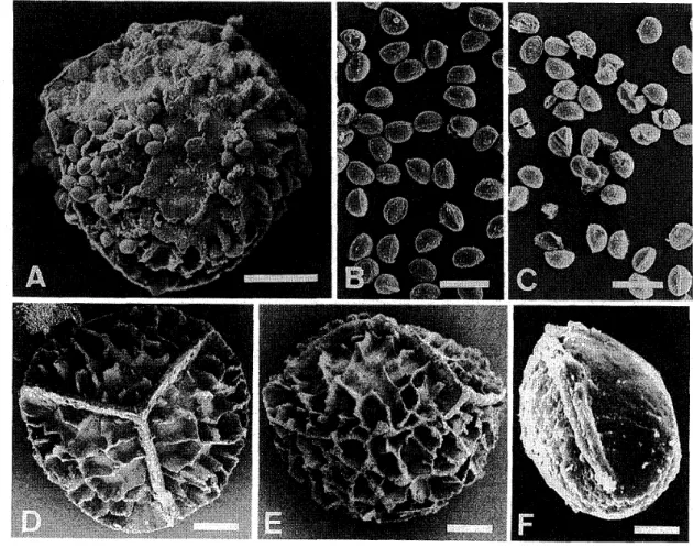 図 5 ． ミ ズ ニ ラ 属 胞 子 の 走 査 型 電 子 顕 微 鏡 （ SEM ）像 。 　 A ． シ ナ ミ ズ ニ ラ （ ∬ soetes 　 sinensis 　 ver ． 　 sinensis ） ， 　 B ， D − F ． ミ ズ ニ ラ （L 　 japoniea） ，　 C． ミ チ ノ ク ミ ズ ニ ラ （L 　 x 　 michinokuana ） 。　 A ． 1 つ の 大 胞 子 と ， 　 そ れ に 付 着 す る 多 数 の 小 胞 子 （ラ グ ビ ー ボ