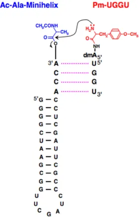 Figure  3.  A  simplified  model  that  reflects  the  essence  of  peptide  bond  formation  on  the  ribosomal  process