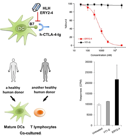 図 3 HLH ペプチド ERY2-4 の生物活性。樹状細胞（ DC ）に提示された B7 と組換体 CTLA-4 との相互作用阻害活性測定（上図）