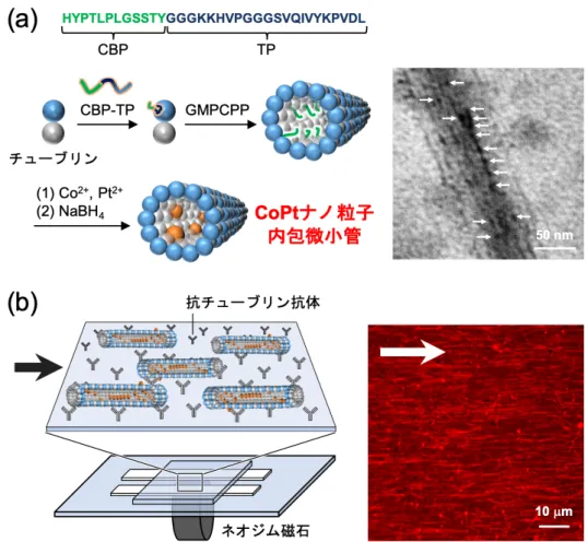 図 3 （ a ） CoPt ナノ粒子内包微小管の構築と TEM 像。白矢印の黒いドットが CoPt ナノ粒子を表している，（ b ）ネオジム磁石存在 下での CoPt ナノ粒子内包微小管の配列化と CLSM 像。矢印が磁場の方向を表しており，微小管が磁場の方向に配列化してい ることがわかる。文献 8 より許可を得て一部改変して転載。