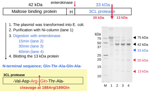 図 2 SARS 3CL protease の分解
