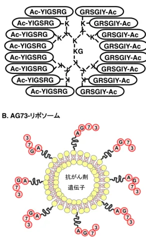 図 4 multimeric-YIGSR （ Ac-Y16 ）と AG73 修飾 リポソーム 活性ペプチド キトサンマトリックス シンデカンPPETIEDPPETIED AG73A99インテグリンPPET IEDP EPITED 神経突起伸張細胞形態 図 5 ペプチド – キトサンマトリックスの作製と生物活性