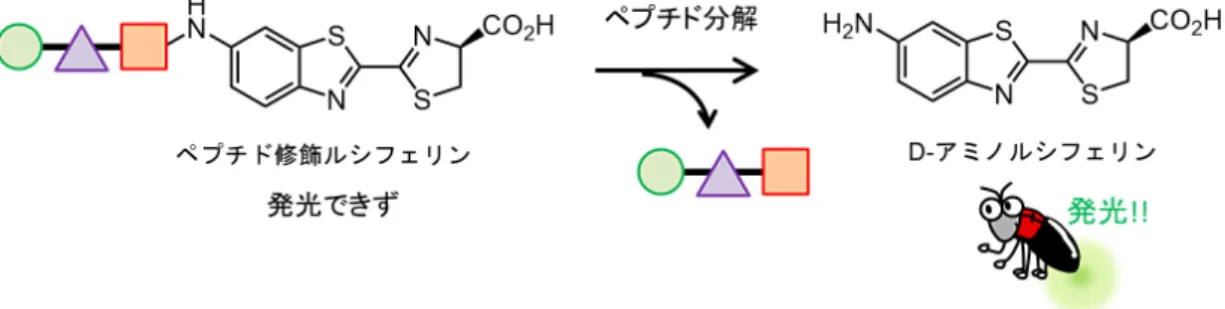 図 3 ペプチド修飾ルシフェリンを用いた標的特異的発光システムの概念図
