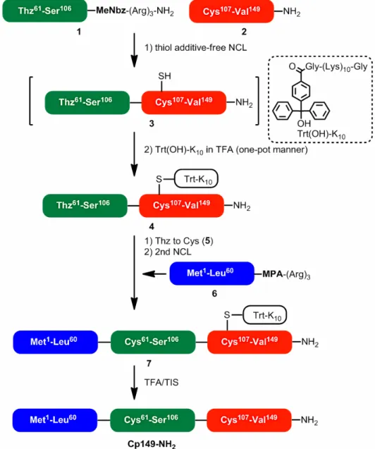 図 4 Trt(OH)-K 10 を利用した Cp149-NH 2 の合成