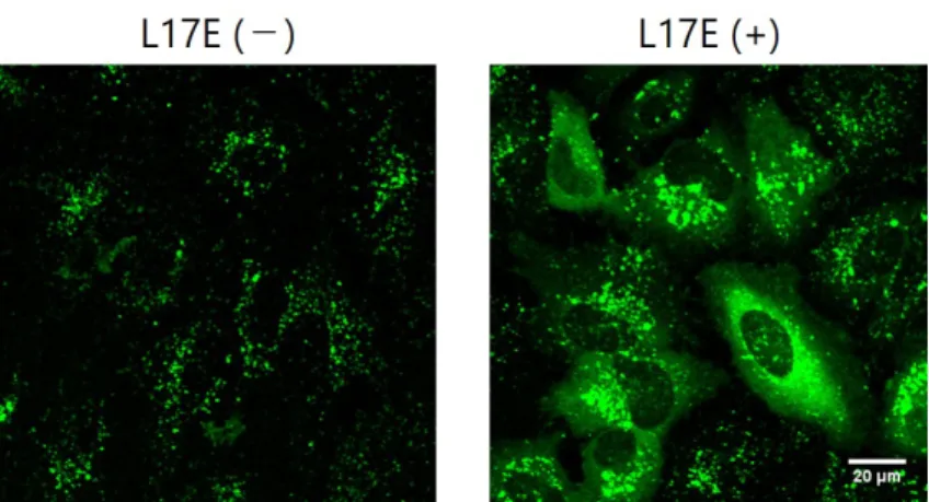 図 1 L17E ⾮存在下ではモデル⾼分⼦の（蛍光標識 10 kDa dextran ）はエンドソームに滞留してドット状のシグ ナルを与える（左）。⼀⽅、 L17E 存在下では dextran は細胞質全体に分布する。 かし，この HA/E1 は細胞毒性を有していることが予 備実験から分かりました。そこで， L17E と同様の物 性およびエンドソーム不安定化能をもつ L17E 類縁 体の L17E/Q21E に， H-to-A 置換を加えたペプチド HA/E2 を得ました。この HA/E2 は HA/E1 