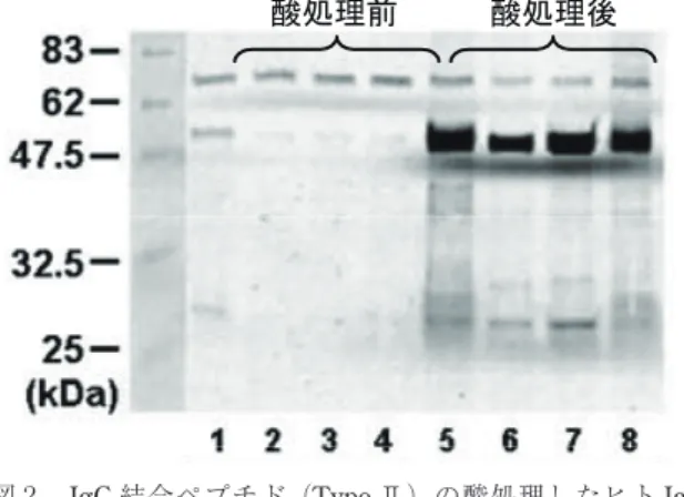 図 2 IgG 結合ペプチド（Type Ⅱ）の酸処理したヒト IgG に対する反応性の増強 ヒト抗体溶液を，4 ℃にて 5 分間，酸性（pH2． 5）に 暴露後，中和し， Type Ⅱペプチドを固定化したビー ズと反応させた。マグネットによる回収，洗浄後，還 元条件下で SDS-PAGE ，ウェスタンブロッティングを 行った。約 50 kDa のバンドは，回収されたヒト H 鎖 を示す。レーン 1，5 ：ポリクロナールヒト IgG ，レー ン 2，6 ：抗ヒト IL6 受容体 IgG1 抗体，レーン 3，7