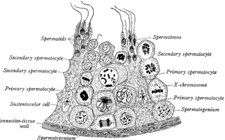 Fig II-3   Drawing  of  a  transverse  section  through  a seminiferous tubule of a mammal. ( X 900) Note that the spermatogonia lie against the basement membrane ofthe connective tissue wall and that the primary and secondaryspermatocytes, spermatids and 