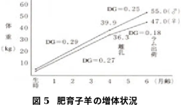 図 5 肥育子羊の増体状況 ) めん羊飼養の収益性 5 めん羊飼養の収益性を高めるためには、めん羊の飼い方、ラムの売り方に工夫と努力が 必要である。 収入については、生産されたラムを、通常の食肉の販売ルートを通すのではなく、生産 者自身が、消費者の口の近くまで運ぶ努力が必要である。 一方、経費については、羊舎や施設は償却の終ったものを利用するなど、経費をなるべ くかけない工夫が大切である。 本報告における収益性は、過去に実施されためん羊経営に関する調査結果を参考にして 一定の収益が上がる経営を念頭に、一つの